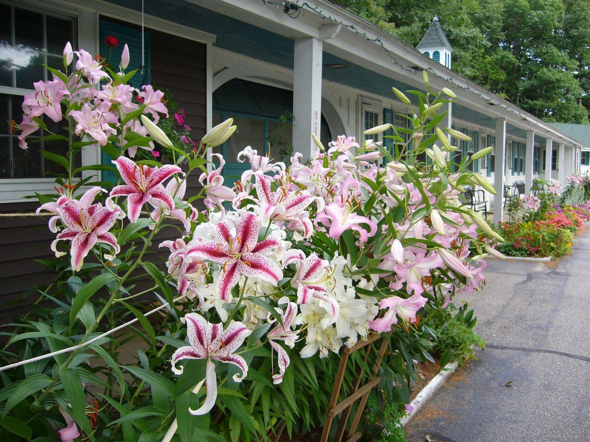 White Trellis Motel North Conway Exteriör bild